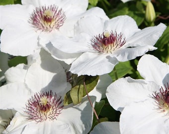 1 X Healthy Boulevard Ninon Clematis Plant in A 9cm Pot