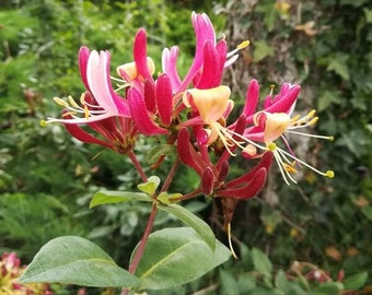 1 x Lonicera American Beauty Honeysuckle Plug Plant