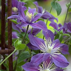 May include: A close-up shot of purple clematis flowers with yellow centres and white stamens. The petals are a deep violet colour, and the flowers are surrounded by green leaves and stems. The image is well-lit, highlighting the intricate details of the blooms.