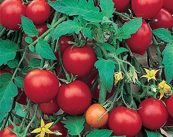 3 x Tumbling Tom red Tomato Plug Plants