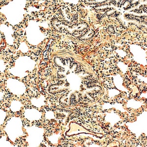 Komórki Sztuka Wydruku - Obraz Mikroskopijny - Biologia Nauka - CelldomSeen - Celldom Seen - Abstrakcja - A4