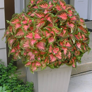 20 Coleus Wizard Coral Sunrise Seeds Flowers Borders Landscape Garden Houseplant Office Plant Grow your Own House Plant image 1