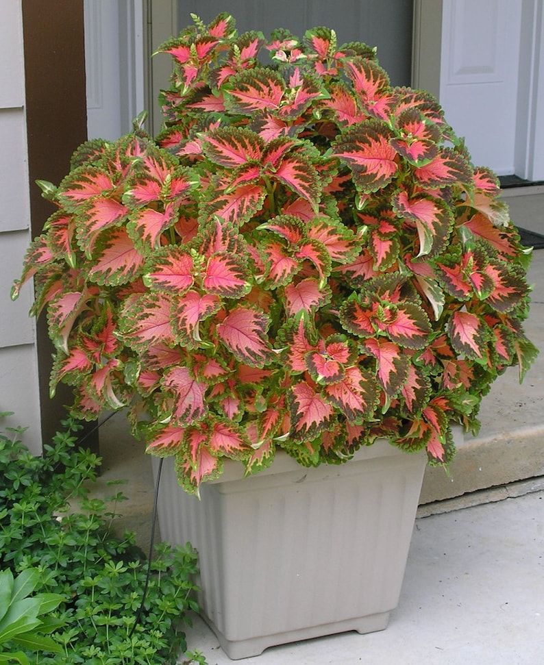 20 Coleus Wizard Coral Sunrise Seeds Flowers Borders Landscape Garden Houseplant Office Plant Grow your Own House Plant image 1