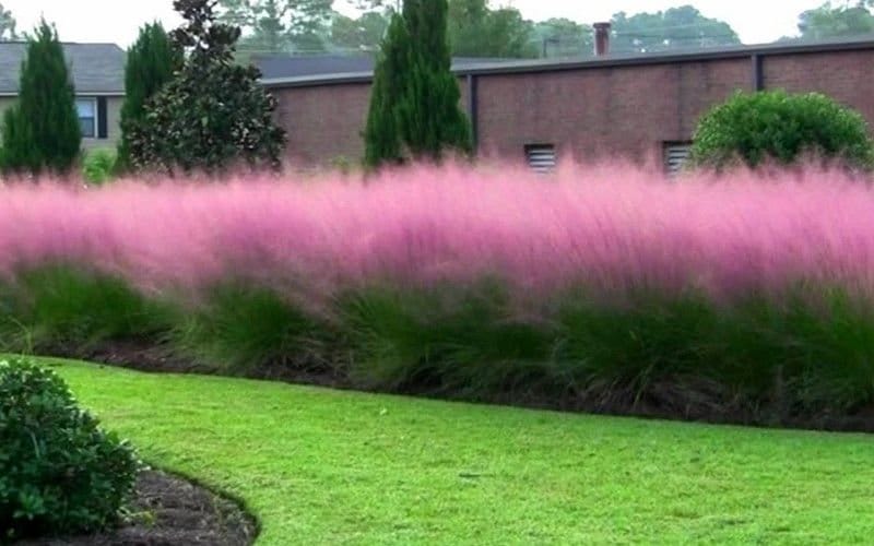 20 Pink Cotton Candy Ornamental Grass Seeds Ornamental Gardens or Home