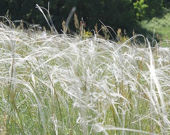 5 Silver Feather Ornamental Grass Seeds - Ornamental Showpiece Gardens