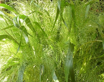 10 Fontaine Ornamental Grass Seeds - Ornamental Gardens or Home Decor Houseplant