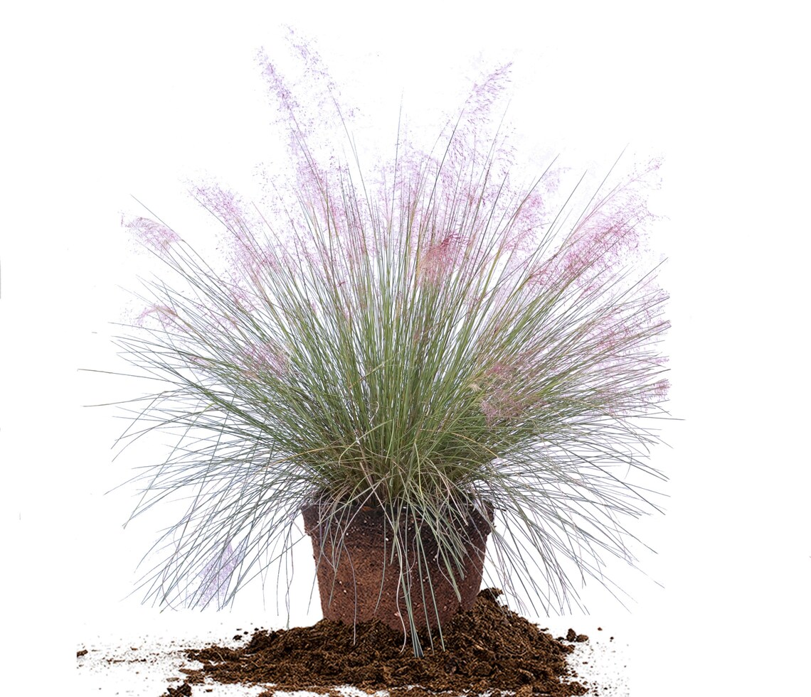 20 Pink Cotton Candy Ornamental Grass Seeds Ornamental Gardens or Home