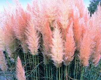 100 Pink Pampas Ornamental Grass Seeds - Ornamental Showpiece Gardens