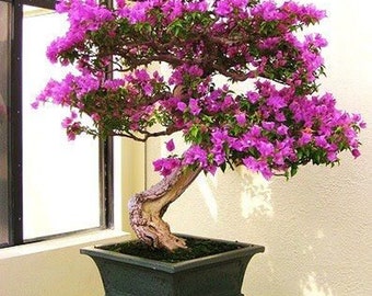 5 Purple Orchid Bonsai Ornamental Houseplant Seeds - Fresh Seed - Tropical House Plant Bonsai Tree