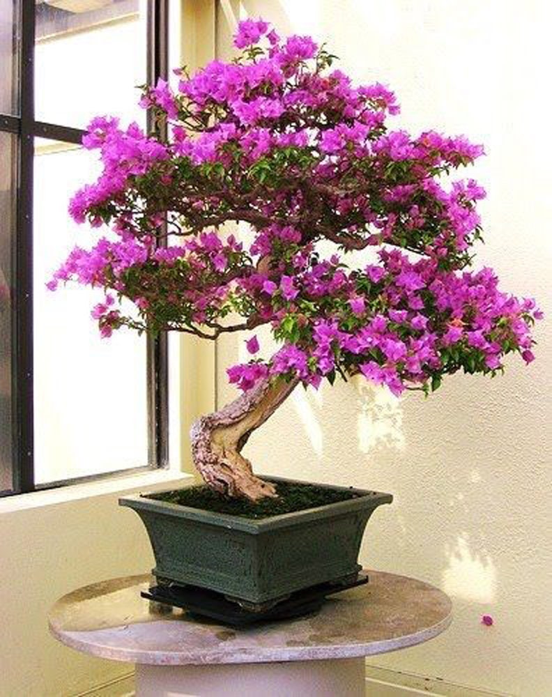 5 Paarse Orchidee Bonsai Sier Kamerplant Zaden Vers Zaad - Etsy Nederland