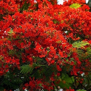 5 Royal Red Flame Bonsai Ornamental Houseplant Seeds Fresh Seed Tropical House Plant Bonsai Tree image 2