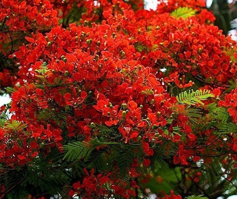 5 Royal Red Flame Bonsai Ornamental Houseplant Seeds Fresh Seed Tropical House Plant Bonsai Tree image 2