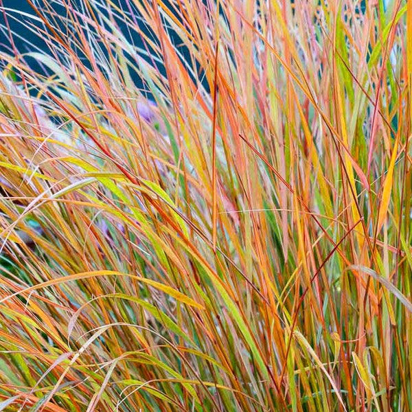 10 Pheasant's Tail Ornamental Grass Seeds - Ornamental Gardens