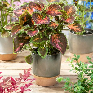 20 Coleus Wizard Coral Sunrise Seeds Flowers Borders Landscape Garden Houseplant Office Plant Grow your Own House Plant image 2