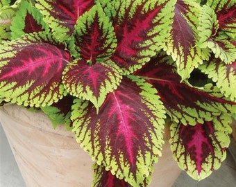 6 Coleus Kong Empire Mixed Pelleted Seeds - Flowers Borders Landscape Garden Houseplant Office Plant Grow your Own House Plant