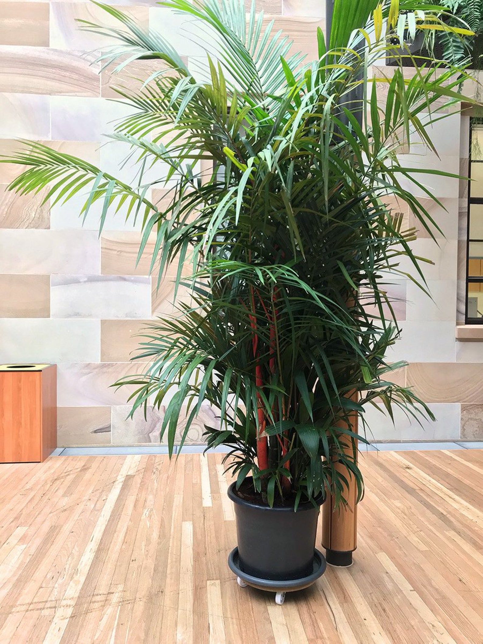 10 Lipstick Palm Seeds Indoor Plant Office Houseplant House Plant Palm