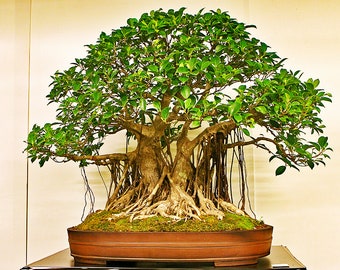 15 Indian Banyan Tree Bonsai Ornamental Houseplant Seeds - Fresh Seed - Tropical House Plant Bonsai Tree