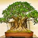 see more listings in the Bonsai Seeds section