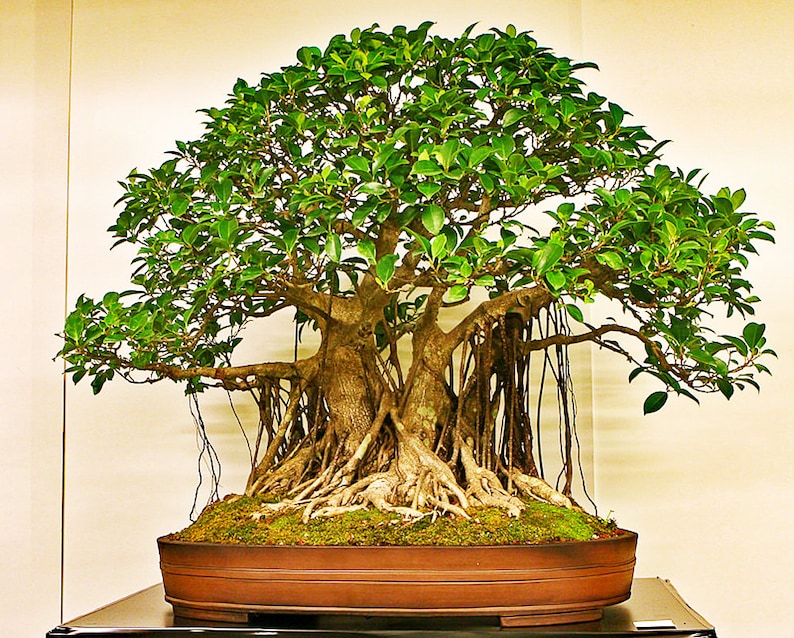 15 Indian Banyan Tree Bonsai Ornamental Houseplant Seeds Fresh Seed Tropical House Plant Bonsai Tree image 1