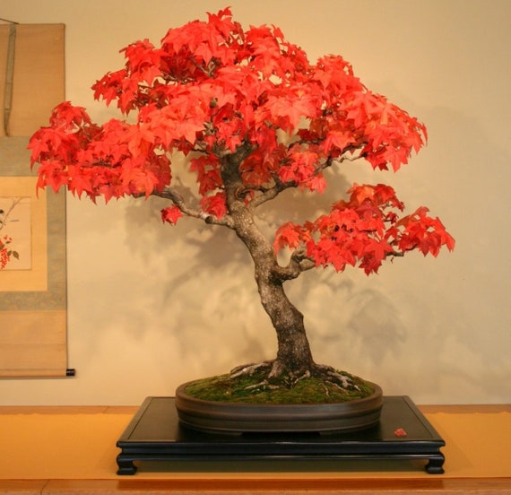 10 Liquidambar Bonsai Ornamental Tropical Houseplant Seeds - Etsy Hong Kong
