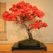 see more listings in the Bonsai Seeds section