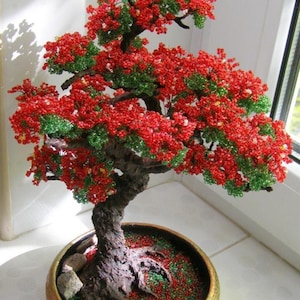 5 Royal Red Flame Bonsai Ornamental Houseplant Seeds Fresh Seed Tropical House Plant Bonsai Tree image 1