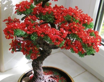 5 Royal Red Flame Bonsai Ornamental Houseplant Seeds - Fresh Seed - Tropical House Plant Bonsai Tree