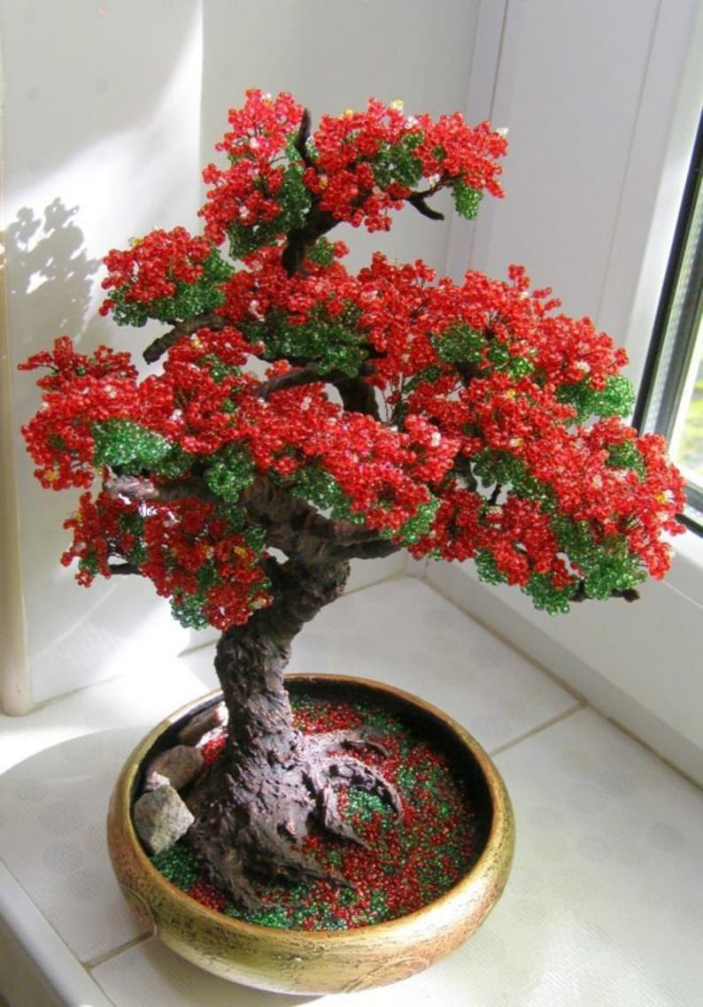 5 Royal Red Flame Bonsai Ornamental Houseplant Seeds Fresh Seed Tropical House Plant Bonsai Tree image 1