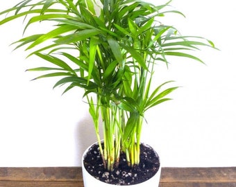 15 Areca Butterfly Palm Seeds - Indoor Plant Office Houseplant House Plant - Palm Tree Seeds