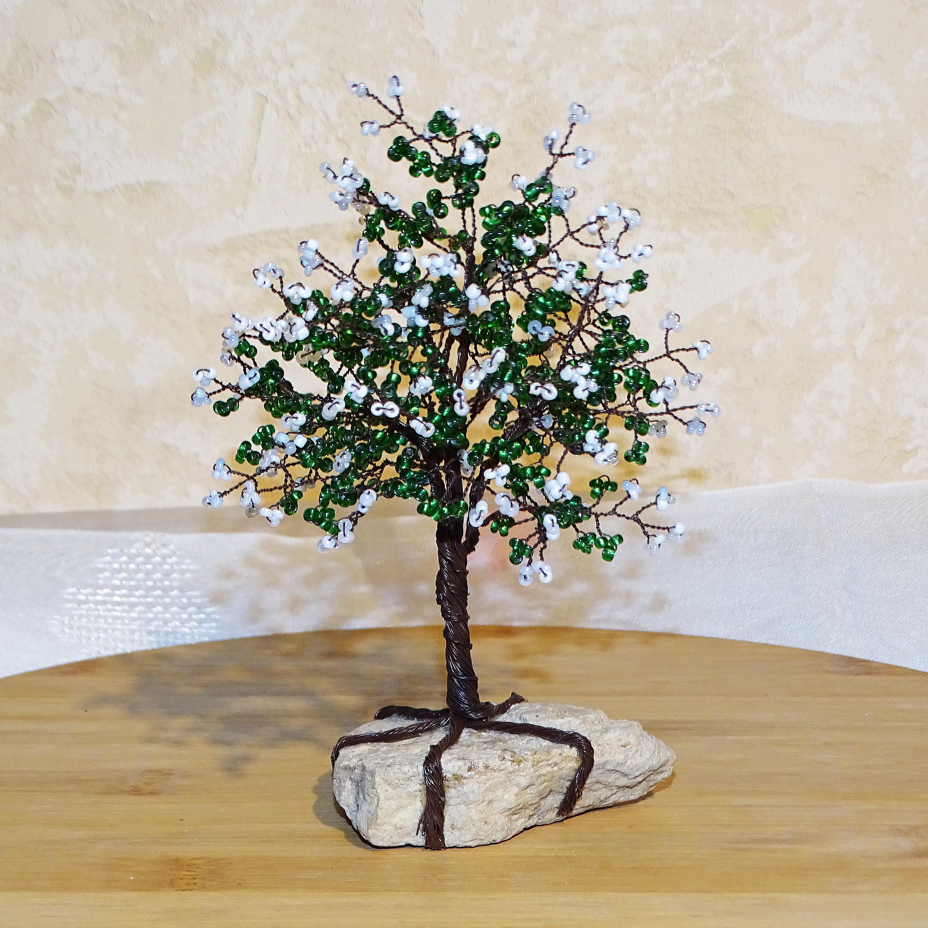 bonsai deshojo Acer palmatum 'Shindeshojo'