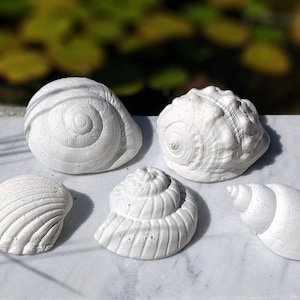 Könnte beinhalten: Fünf weiße Muscheln in verschiedenen Formen und Größen auf einer weißen Marmorfläche. Die Muscheln haben eine strukturierte, leicht raue Oberfläche.