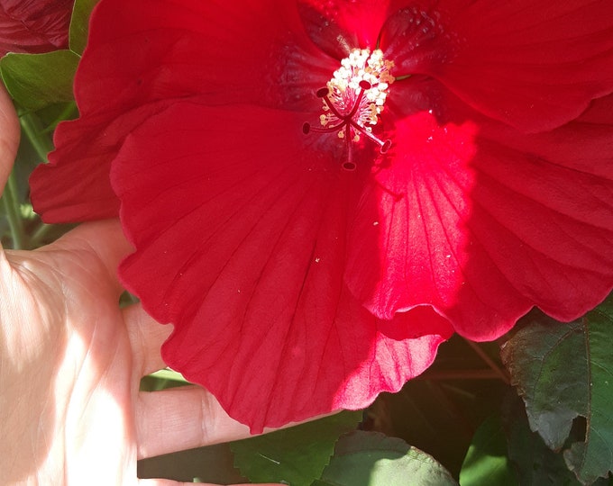 Midnight Marvel Hibiscus Seeds 20 Etsy