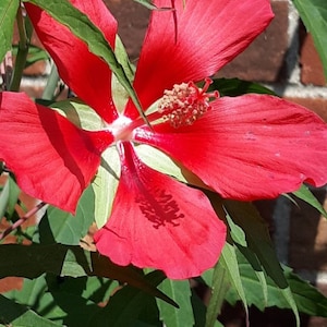 Organic Red Texas Star 40+ Hibiscus seeds. Perennial clumping 6 ft shrub. Free shipping standard USPS.