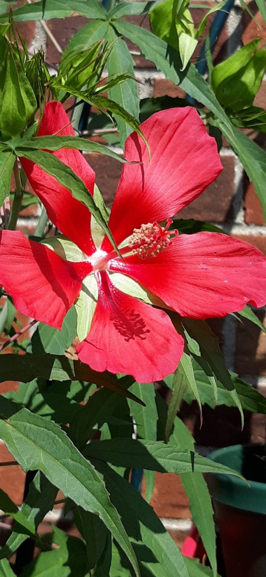 20 Organic Red Texas Star Hibiscus Seeds. Perennial Clumping 6 Ft Shrub