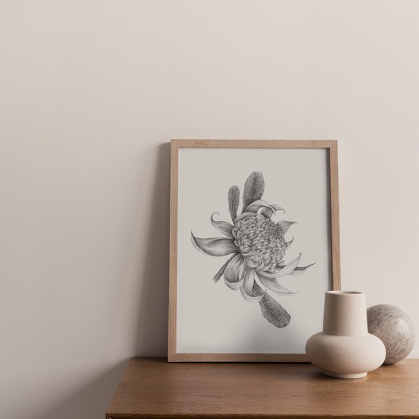 Waratah Continued | Fine Art Drawing | Flora Art | Wall Print | Australian Flower Art