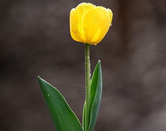 Tulip Mania #3 of 3