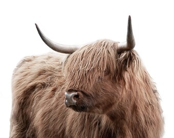 Scottish Highland Cow