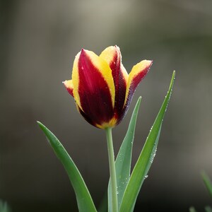 Tulip Mania #1 of 3