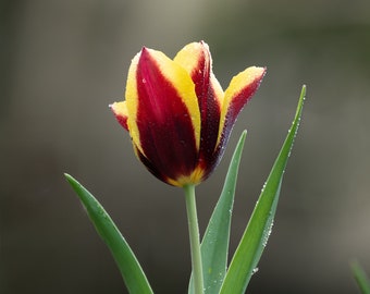Tulip Mania #1 of 3