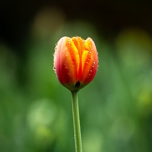 Tulip Mania #2 of 3