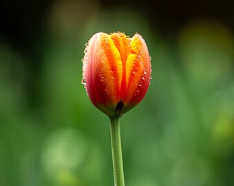 Tulip Mania #2 of 3