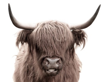 Scottish Highland Cow #2
