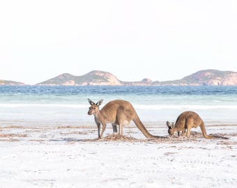 Kangaroos on the White Sands of Lucky Bay