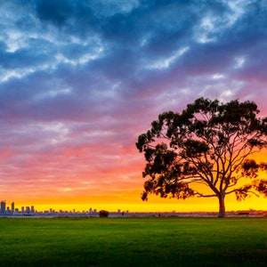 Lone Tree