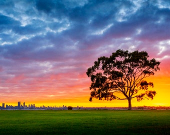 Lone Tree