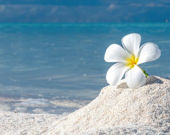 In honour of dear Frangipani