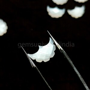 May include: A white, iridescent, crescent-shaped shell with a scalloped edge, held by tweezers against a black background. The shell has a delicate, textured surface.