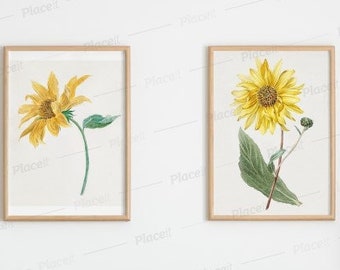 pair of hand drawn sunflowers from botanical library