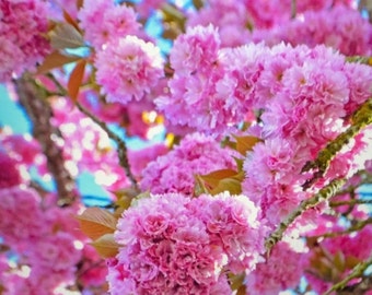 Kwanzan Cherry Tree (6''-12'')(Grown in 2.5" Pot)