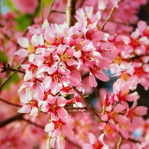 Okame Cherry Tree (6''-12'', 12"-18" or 20”+)(Grown in 2.5" Pot)